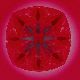 Amora Gem in H&A cushion, under the scope